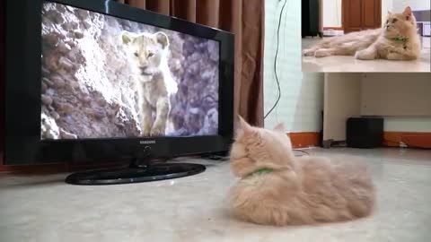 Kitten watching Mufasa death scene in The Lion king