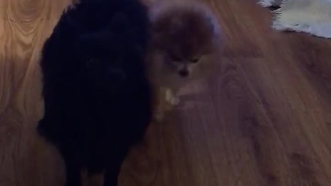 Pomeranians bossing me