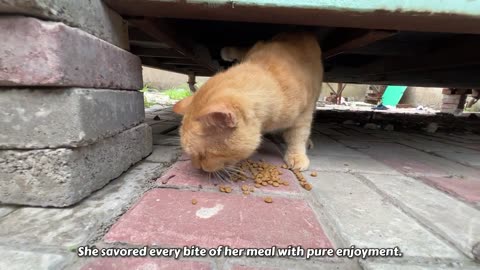 Feeding stray cat who was hiding under a tuck shop