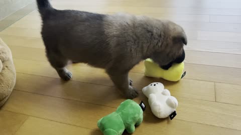 Young Jindo Dog Playing With Haribos