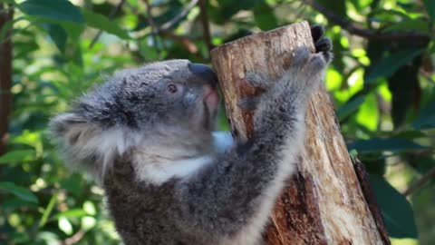 Koala in Tree.