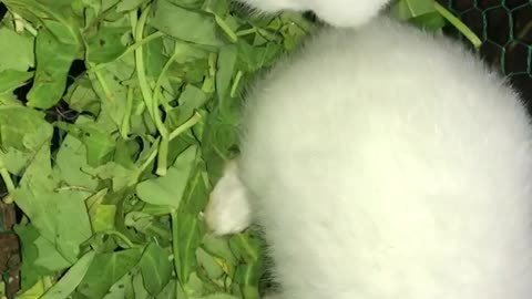 Rabbit eating lemon water