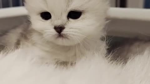 a small Cute cat