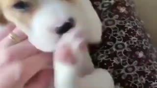 😍Cute and Funny Dog Compilation