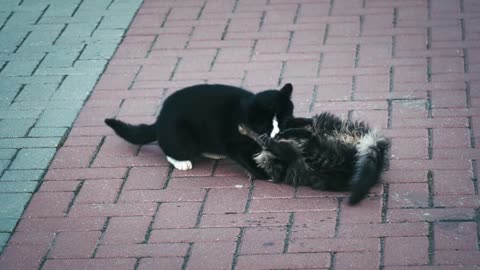 Cats_play together