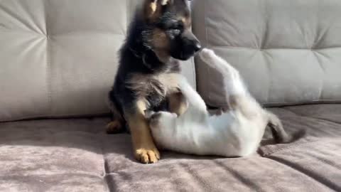 German Shepherd Puppy and Kitten Playing challenge