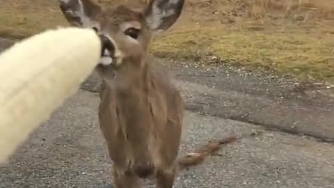 Baby deer received banana from my hand