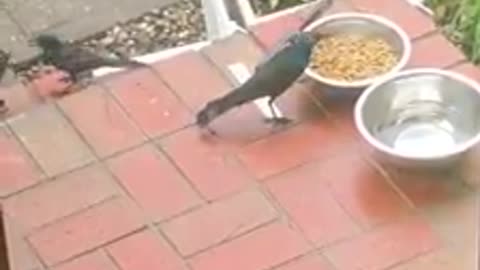 Mamma bird uses cat food to mouth-feed her chick
