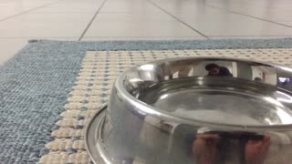 Pup drinking water in slow motion