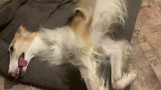 Goofy Hound Resting in a Bed