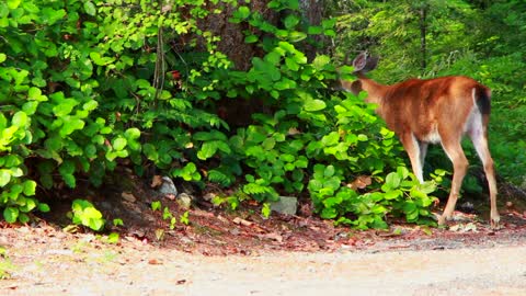 the beautiful nature of a deer