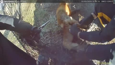 Lansdale officers free a Fox who was stuck in some netting