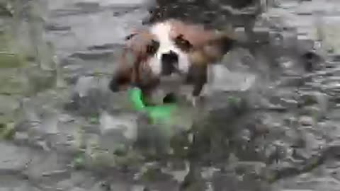 Puppy’s first ever swim will totally melt your heart