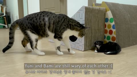 Two Rescued Kittens Want To Get Along With the Big Cats │ Episode.11