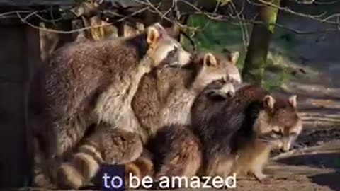 of 9) Legal Requirements For Owning A Pet Raccoon 9 Ways #shorts #funnyanimals #raccoon_2