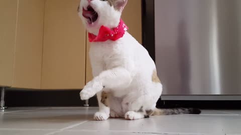 The most powerful funny video of cats
