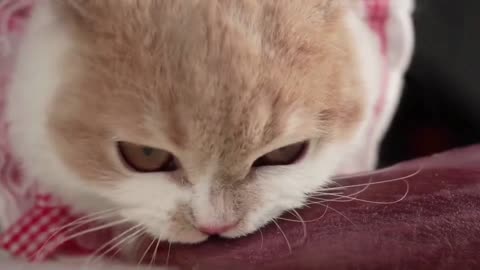 ASMR Kittens & Cats Eating Relaxing Sound