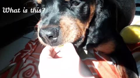 Lemon Prank on my dog : Very funny Reactions | dog pranks | Dogs funny videos