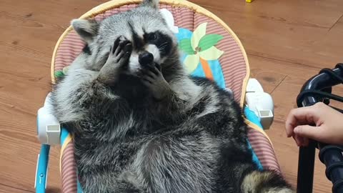 Raccoon lies in the baby bouncer and grooves before bed.
