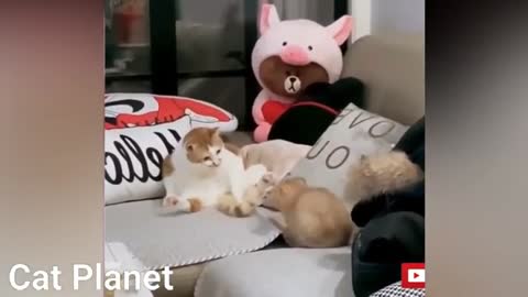 Funny cute animals and baby cats