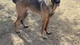 Belgian Malinois running in circles