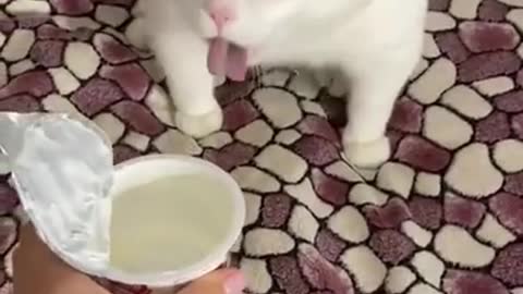 So Cute Cat Funny Video.mp4