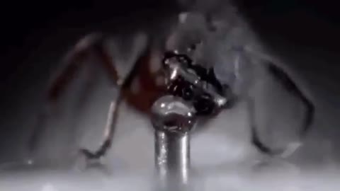 How does an ant drink water (magnifying glass)