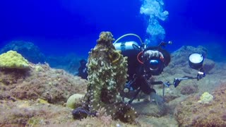 Drivers take pictures of beautiful octopus up close