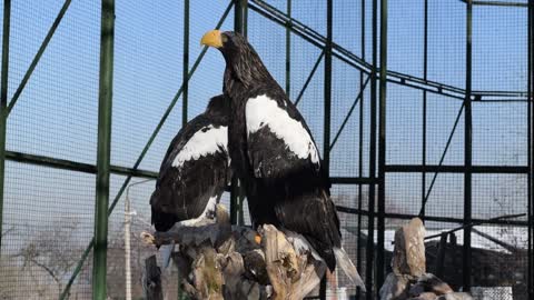 Old Haunted Eagle Sitting Up His Traps