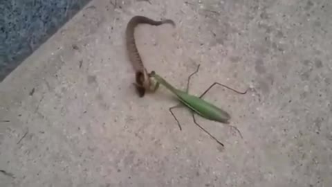 Mantis vs Lizard