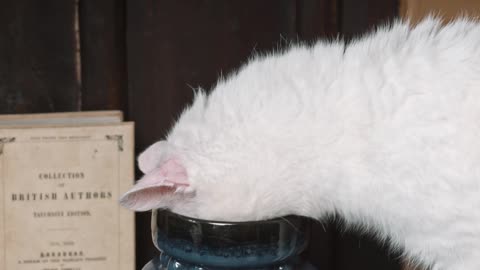 Just Curious! Cat Sniffing on a Ceramic Jar