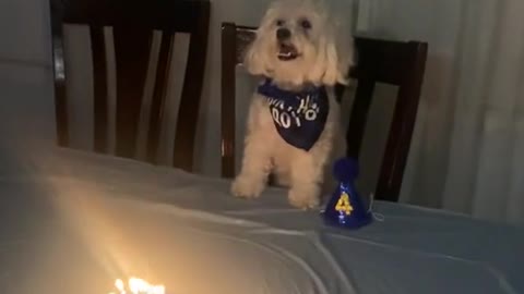 Cat joins Great Danes in singing the Happy Birthday