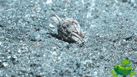 Amazing Feeding to the Bobbit Worm!!!!