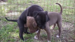 So cute Pit Bull Puppies