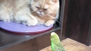 Кот и птица, милые животные #203