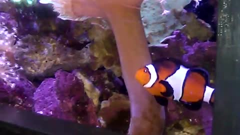 Clownfish at the Zoo