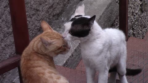cat fighting ;)