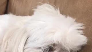 Dog Makes Cute Sounds When He Is Dreaming