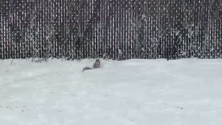 Squirrels having a peanut fest