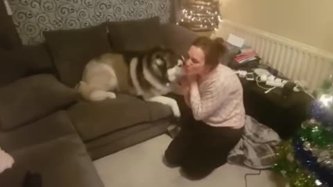 Dog meets owner after long period