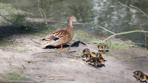 Mother Duck And Ducklings Near The Water