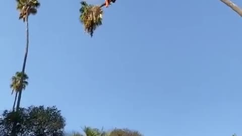 Man risks his life to cut 300 feet palm tree