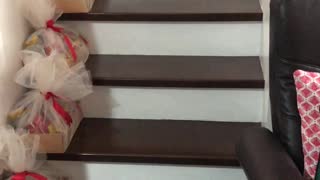 Big Sister Helps Puppy Through Staircase Struggle