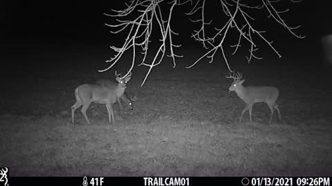 Tag teaming, two bucks against one