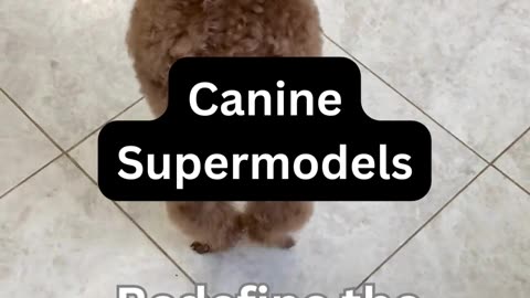 Canine Superdogs