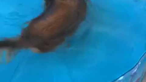Mini dachshund gets pool for Christmas