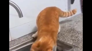 Funniest cats new