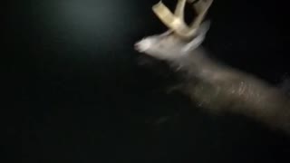 Video of deer swimming in the dark