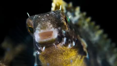 The Invisible Goby