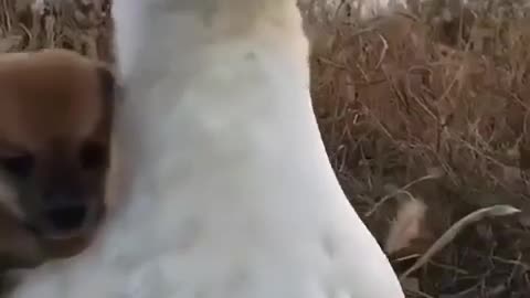 Pup gets a duck ride